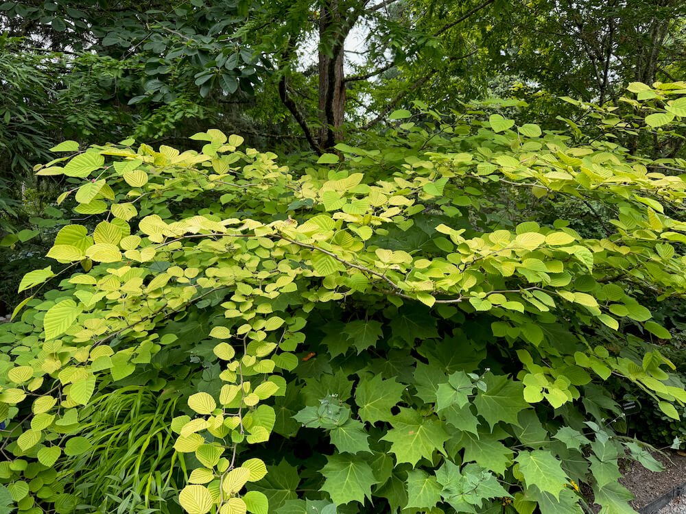 Corylopsis spicata 'Aurea' 01.jpeg