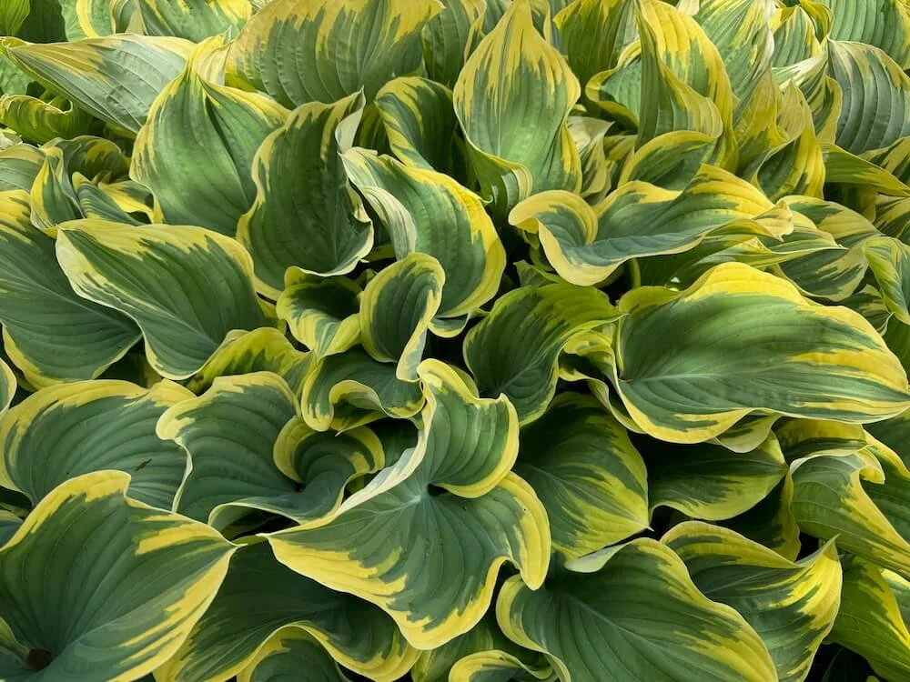 Hosta 'Sagae' 07.jpeg
