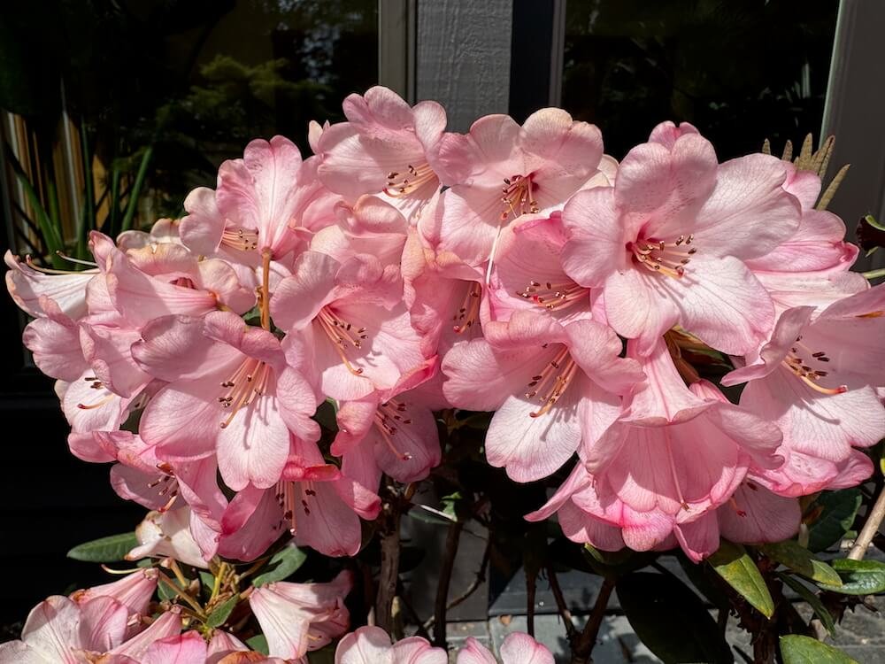 Rhododendron bureavii 'Hansel' 04.jpeg