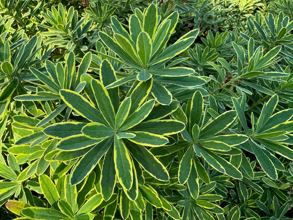 Daphne x transatlantica 'Summer Ice' 02.jpeg