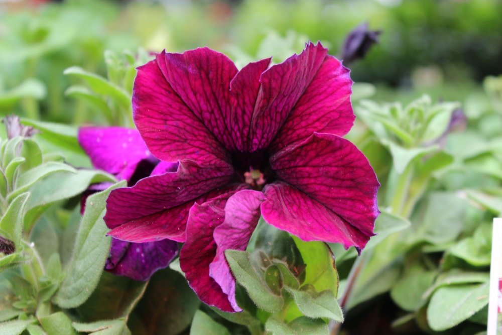 Petunia Super Cascade Burgundy 01.jpg