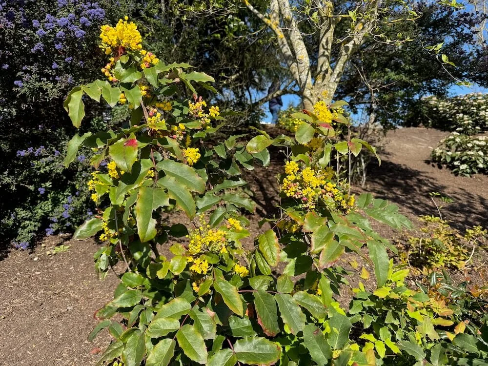 Berberis aquifolium 03.jpeg