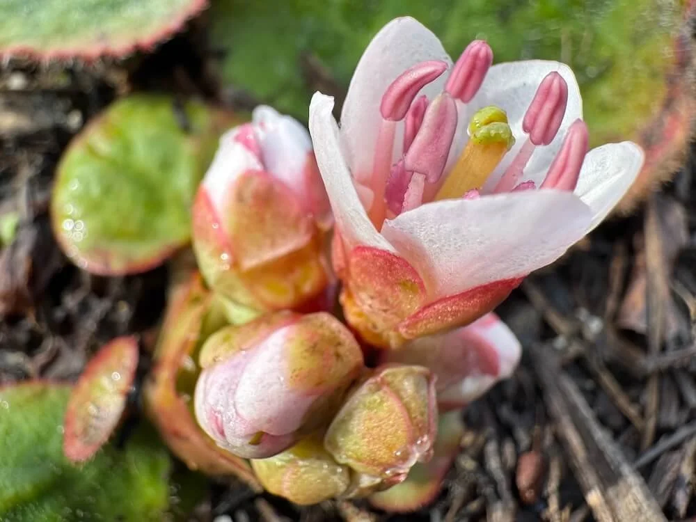 Bergenia ciliata 'Dumbo' 03.jpeg