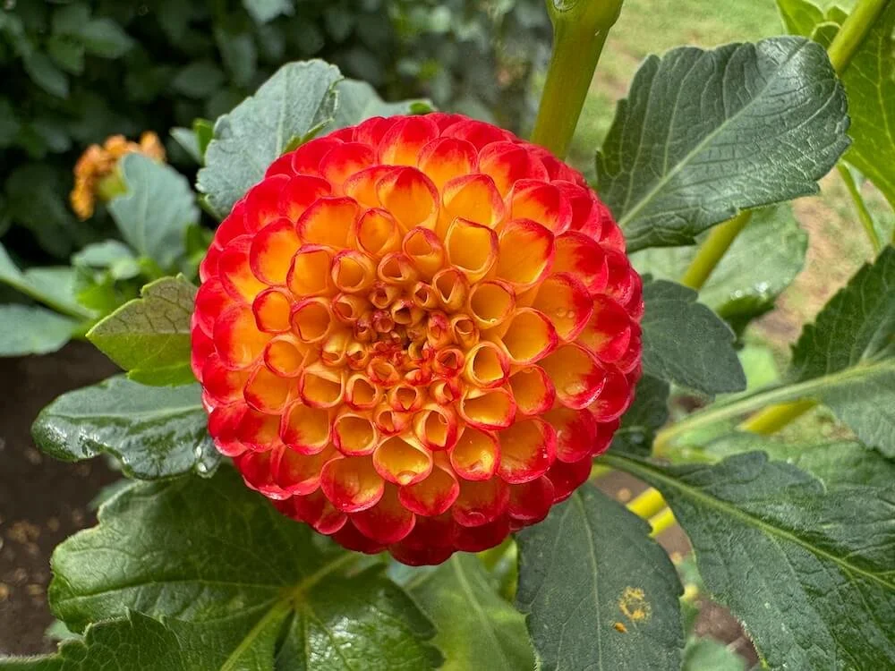 Dahlia 'Kasasagi' 01.jpeg