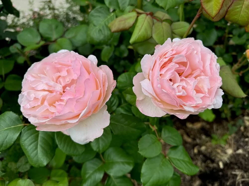Rosa 'Princesse Charlene de Monaco' 02.jpeg