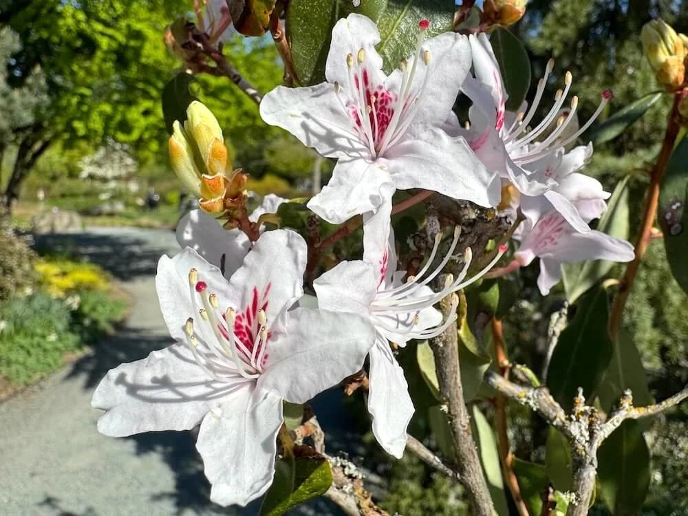 Rhododendron yunnanense 03.jpeg