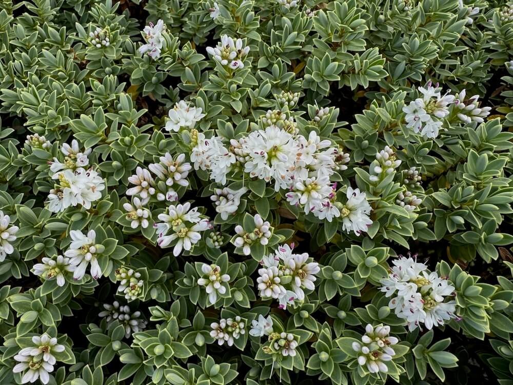 Veronica pinguifolia 04.jpeg