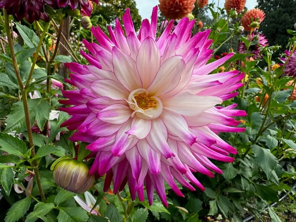 Dahlia 'Allen's Showcase' 02.jpeg