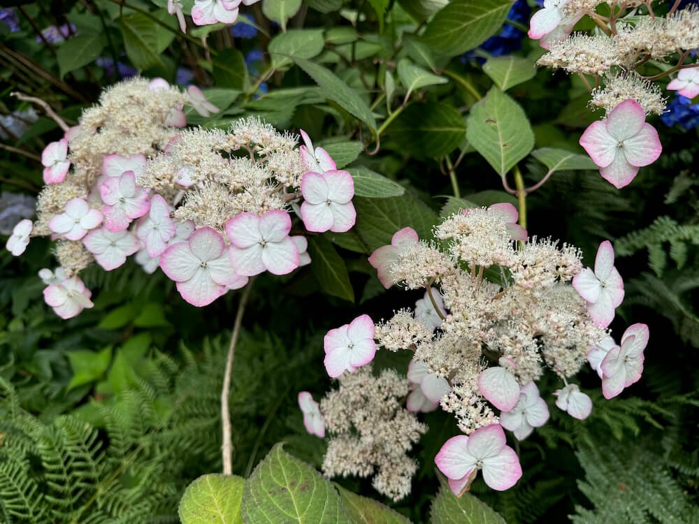 Hydrangea serrata 'Kiyosumi' 03.jpeg