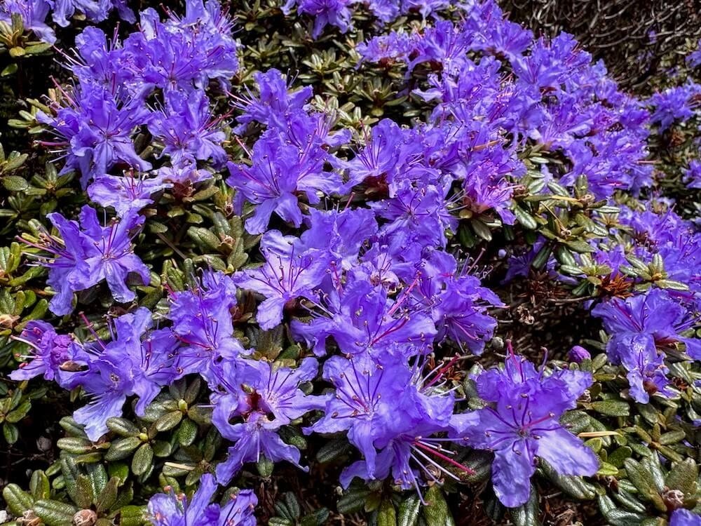 Rhododendron impeditum 01.jpeg