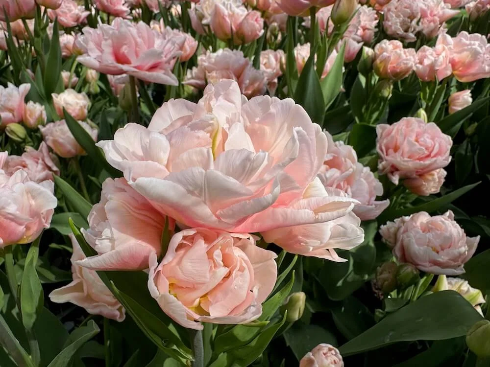 Tulipa 'Powderpuff' 04.jpeg