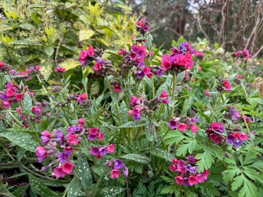 Pulmonaria ‘Raspberry Splash’ 10.jpeg