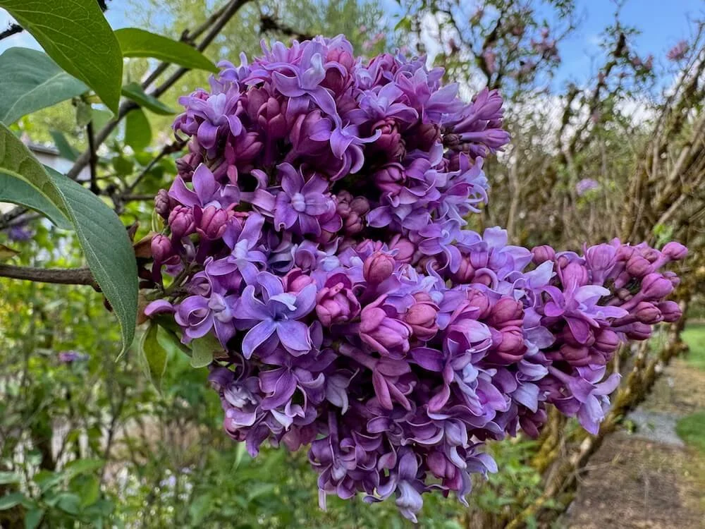 Syringa vulgaris 'Fritz Klager' 02.jpeg