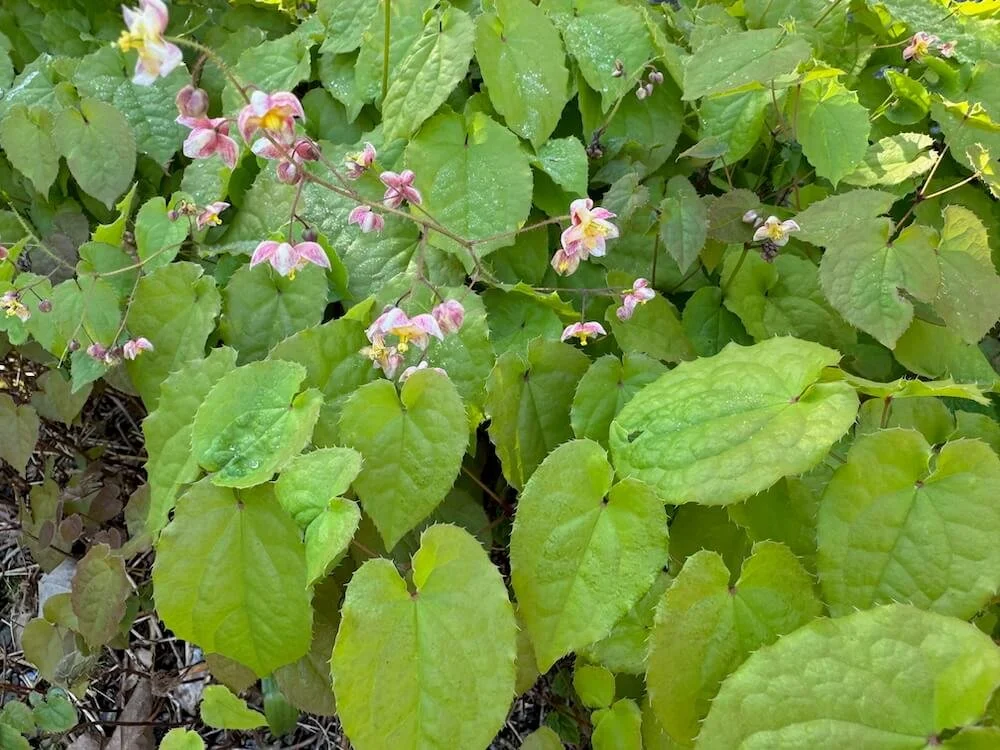 Epimedium x cantabrigiense 'Red Form' 02.jpeg
