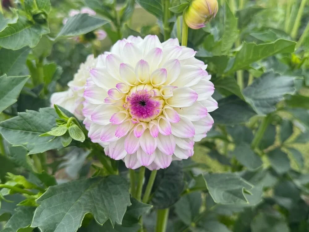 Dahlia 'Eveline' 04.jpeg