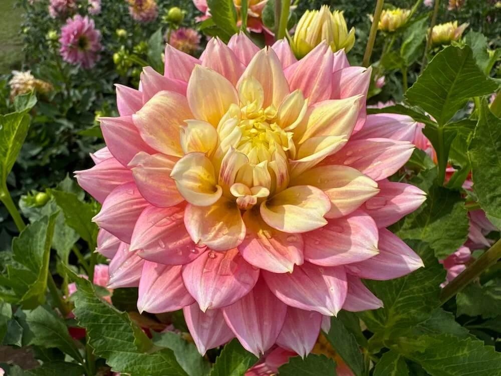 Dahlia 'Fairytale' 01.jpeg