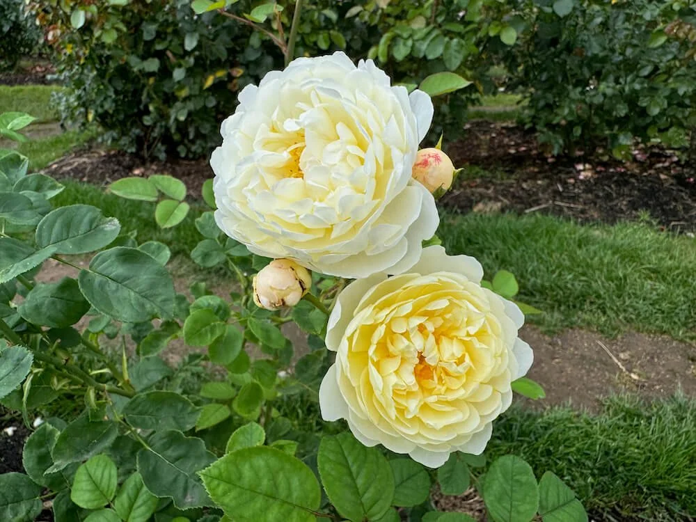Rosa 'NYE Bevan' 02.jpeg