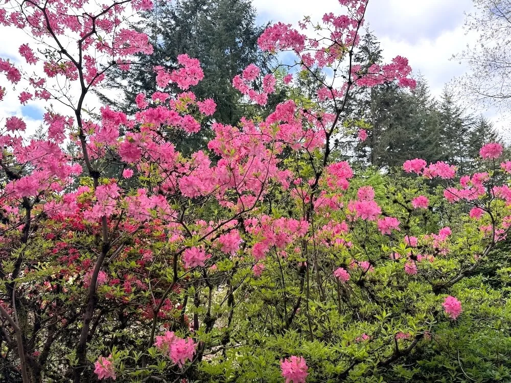 Rhododendron prinophyllum 'Marie Hoffman' 03.jpeg