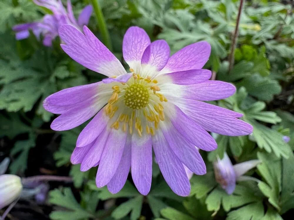 Anemone blanda 'Violet Star' | Violet Star Grecian Windflower