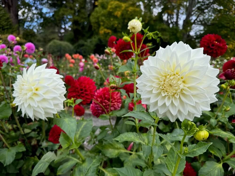 Dahlia 'River's Jedidiah 03.jpeg