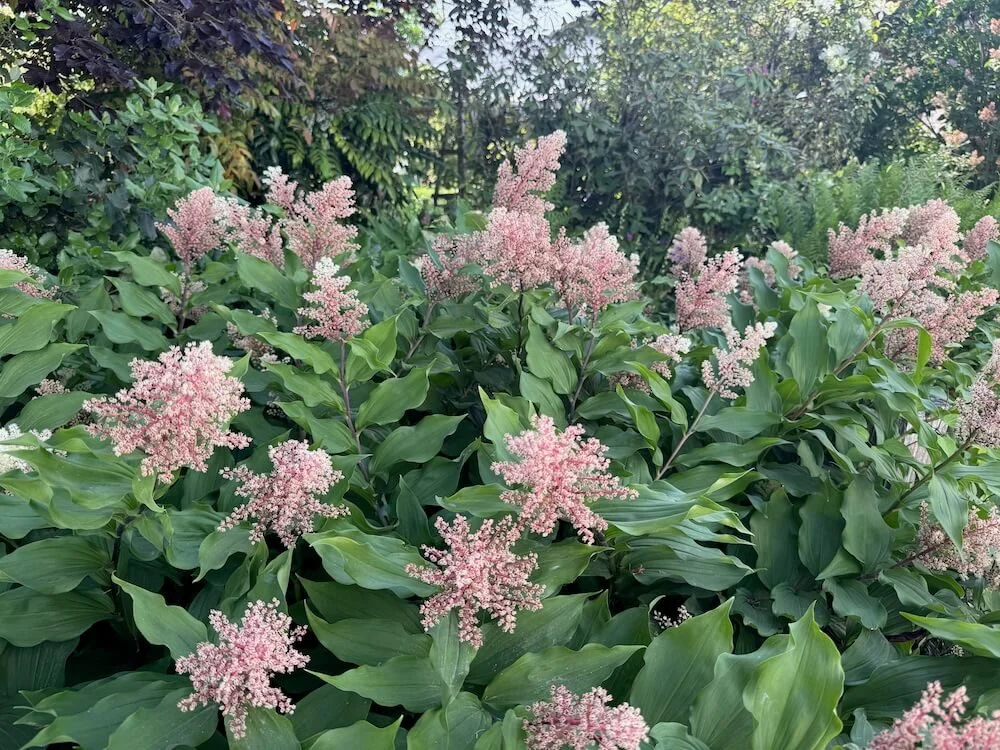 Maianthemum racemosum subsp. amplexicaule 03.jpeg