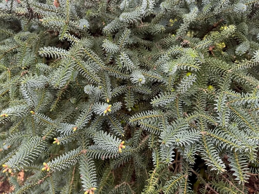 Abies pinsapo 'Horstmann' | Horstmann Spanish Fir