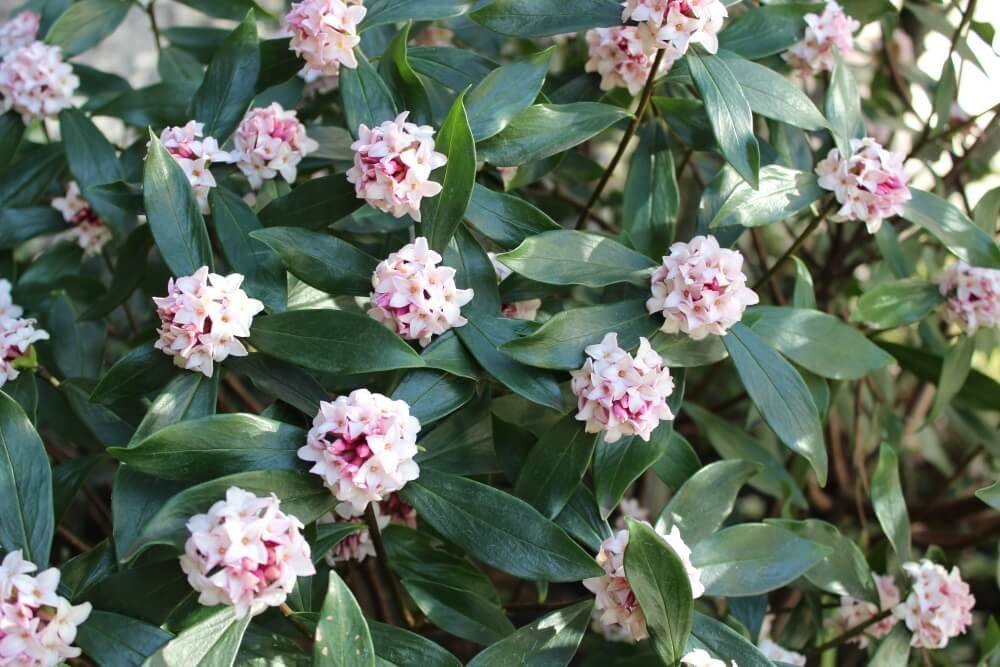 Daphne odora 02.jpg