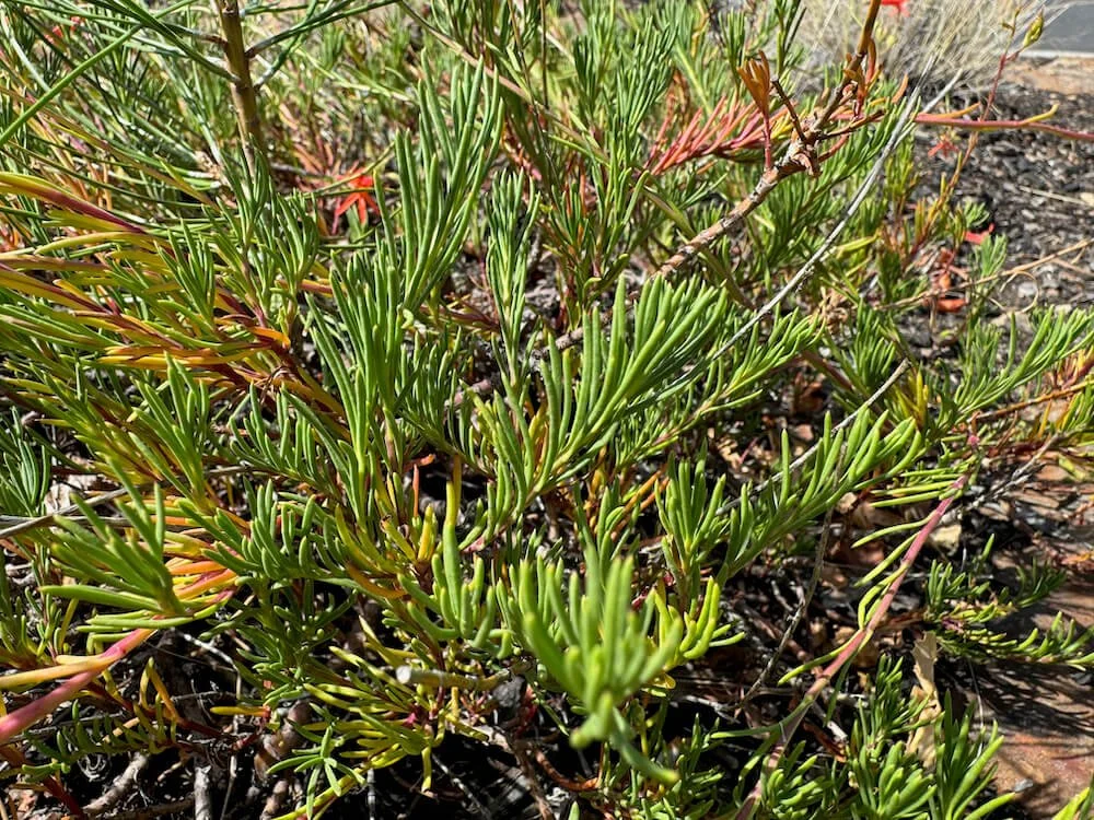 Russelia equisetiformis 03.jpeg