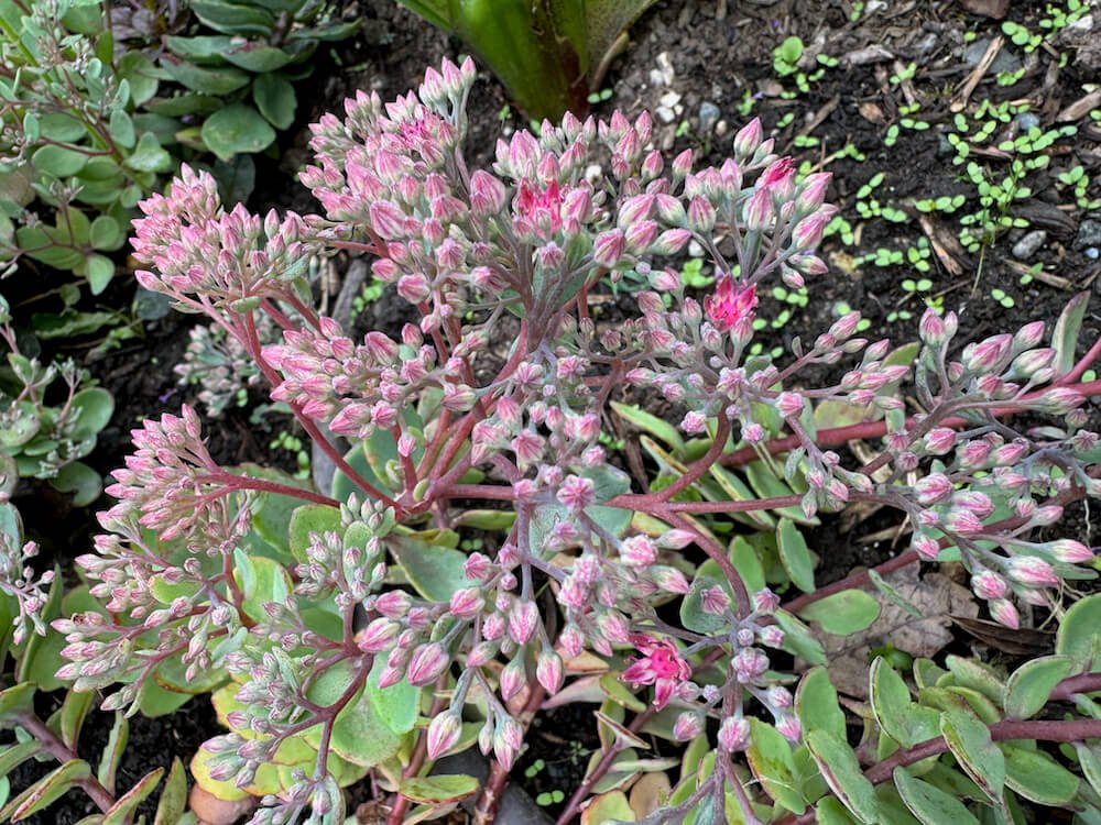 Hylotelephium 'Dazzleberry' 05.jpeg