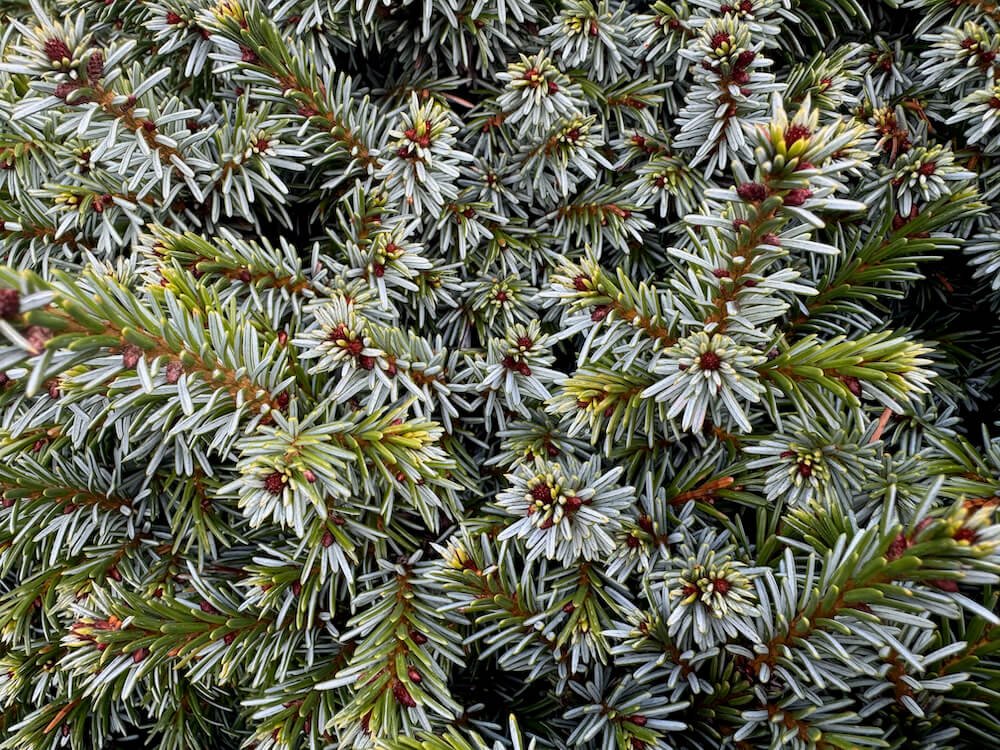 Picea omorika 'Pimoko' 02.jpeg