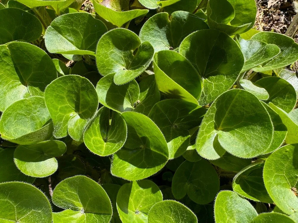 Asarum europaeum | European Wild Ginger