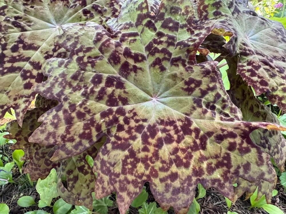 Podophyllum delavayi 04.jpeg