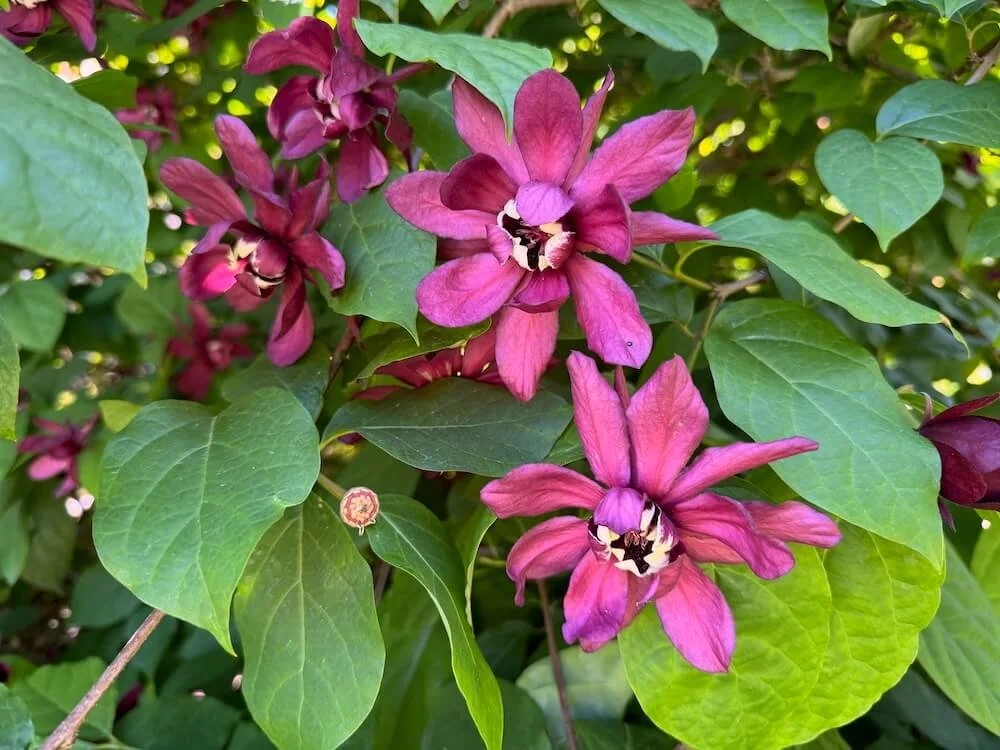 Calycanthus 'Hartlage Wine' 07.jpeg