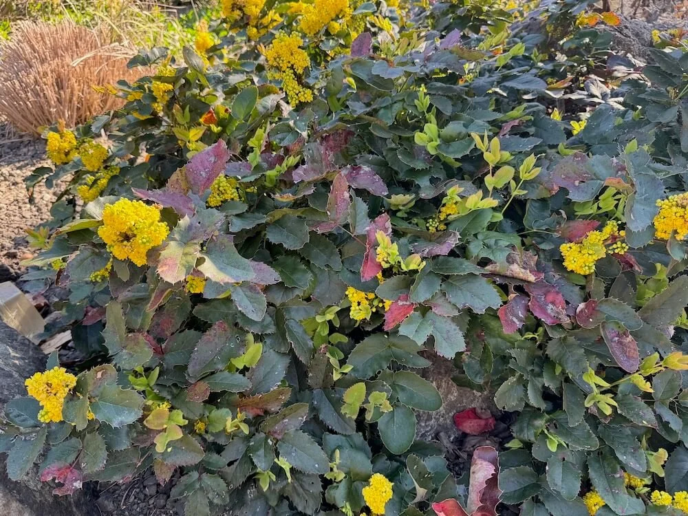 Mahonia repens 'MonRws' 03.jpeg