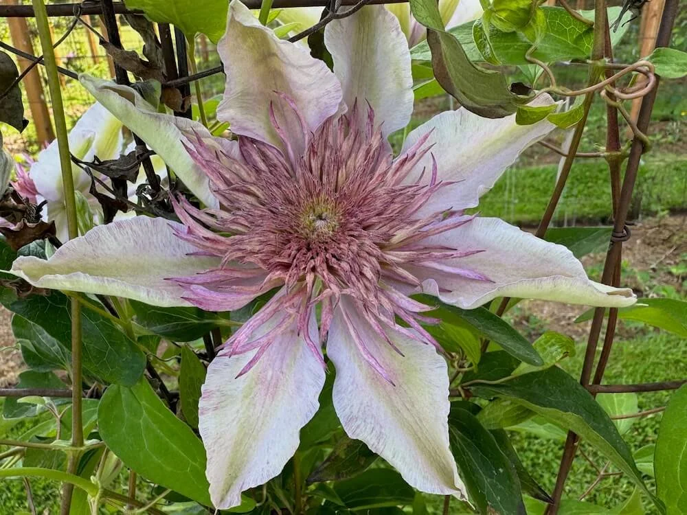 Clematis 'Moonglow' | Moonglow Clematis