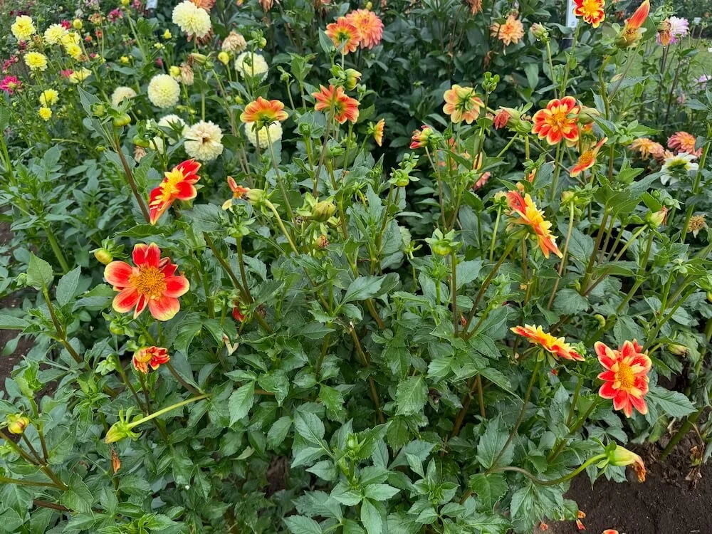 Dahlia 'Pooh' 03.jpeg