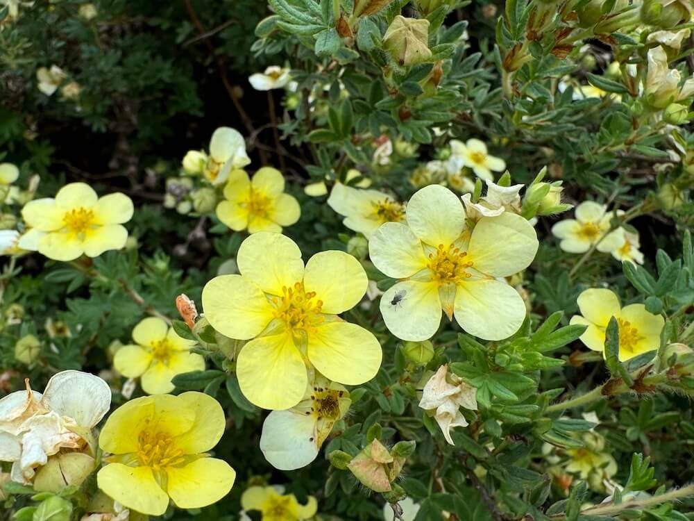 Potentilla fruticosa | Shrubby Cinquefoil
