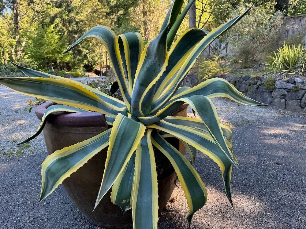 Agave americana 'Variegata' 01.jpeg