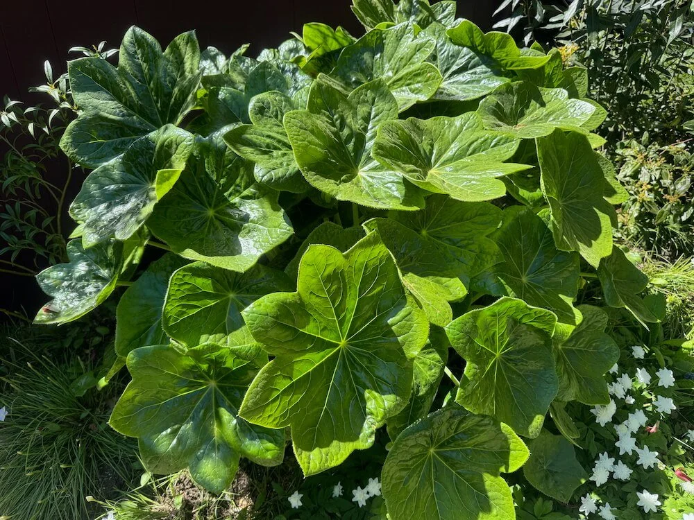 Podophyllum pleianthum 'Snowfall' | Snowfall Chinese Mayapple