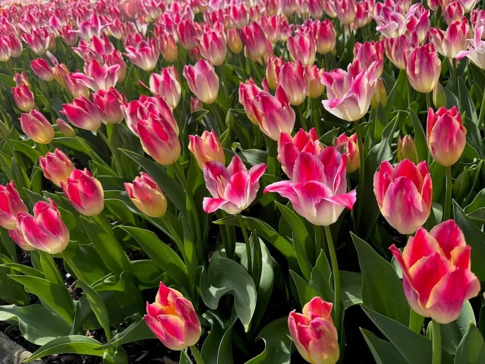 Tulipa 'Whispering Dream' 06.jpeg