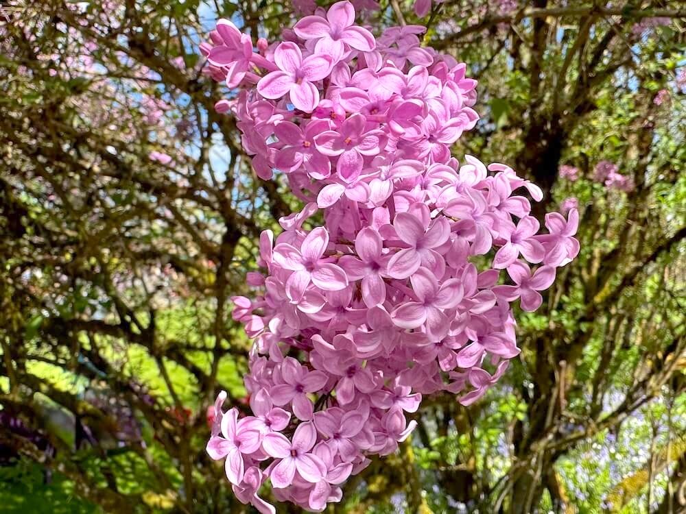 Syringa × chinensis 'Lilac Sunday' 01.jpeg