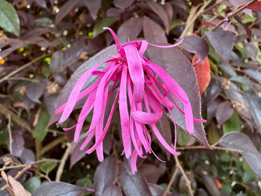 Loropetalum chinense var. rubrum 'Burgundy' 01.jpeg