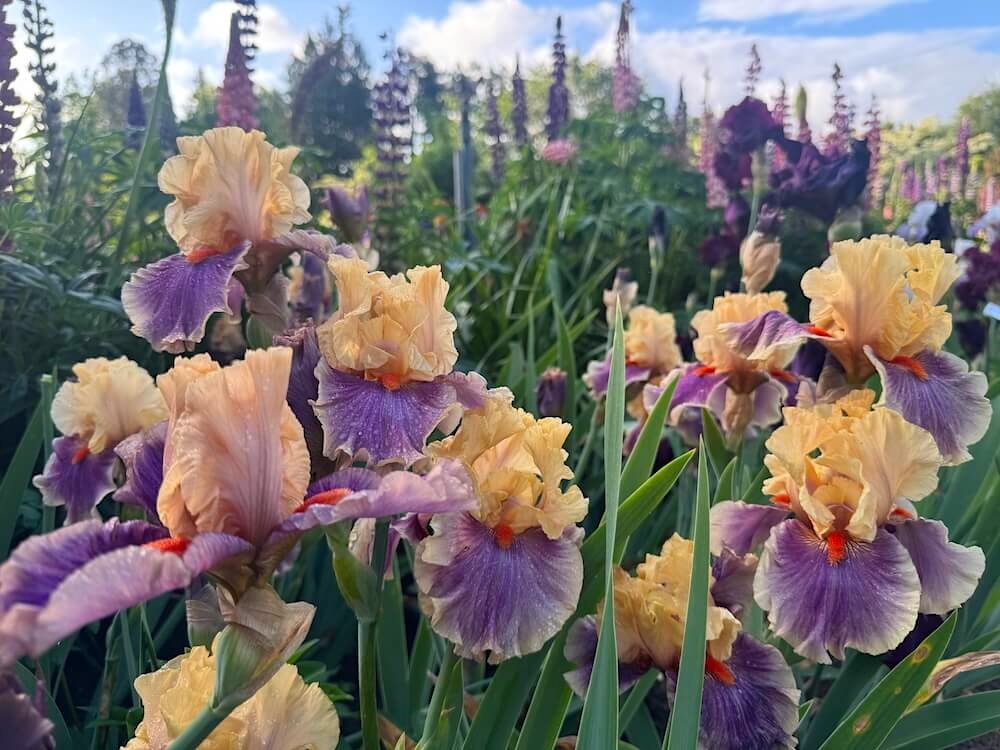 Iris 'Smith Rock' 03.jpeg