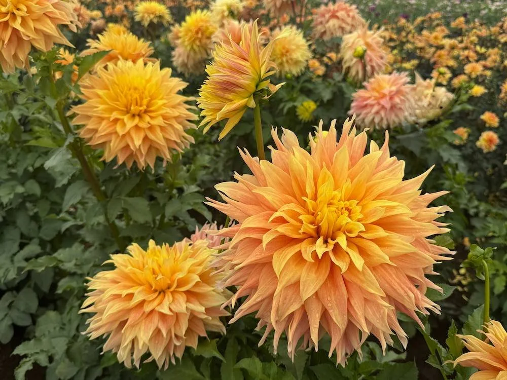 Dahlia 'Bonaventure' 03.jpeg