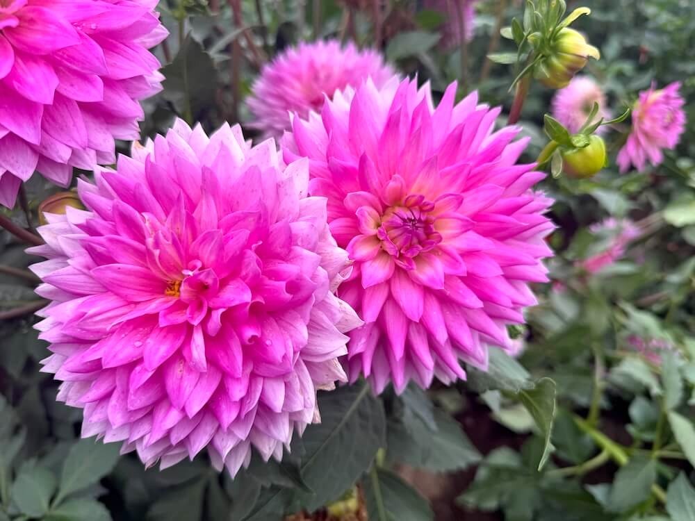 Dahlia 'Miss Delilah' 03.jpeg