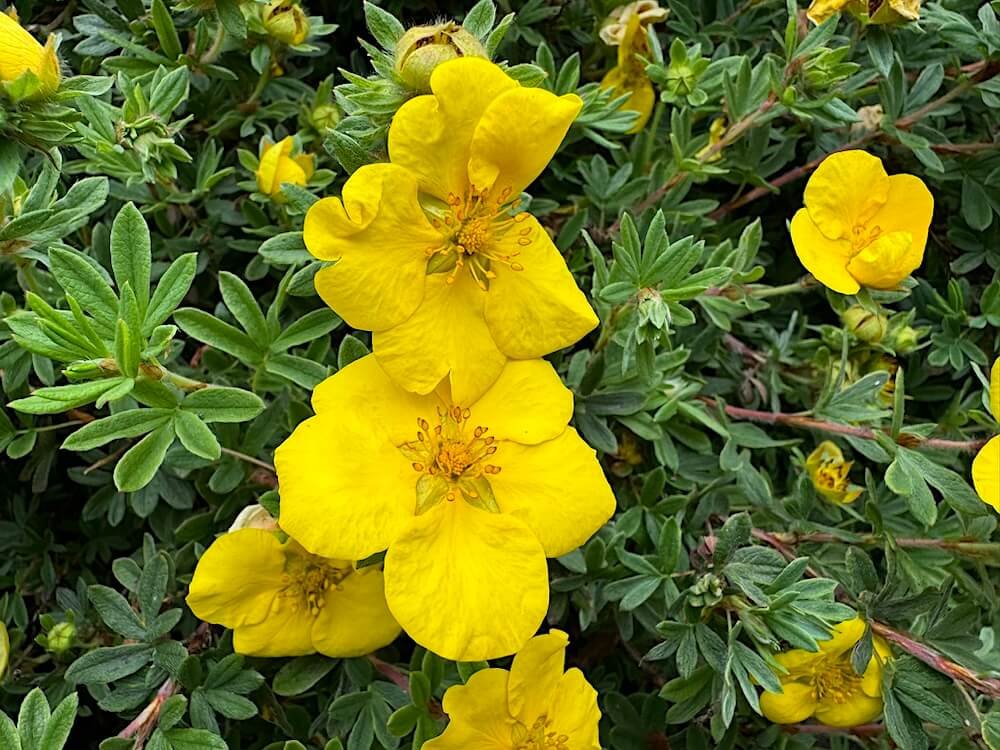 Potentilla fruticosa 'Goldfinger' 04.jpeg