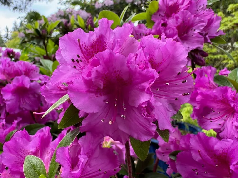 Rhododendron 'Sherwood Orchid' 03.jpeg