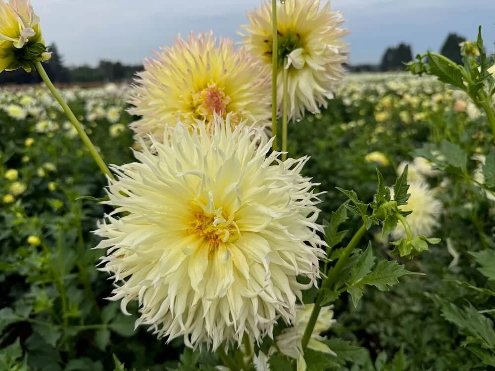 Dahlia 'Citron Du Cap' 02.jpeg