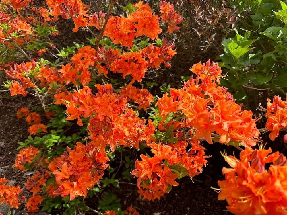 Rhododendron calendulaceum 03.jpeg