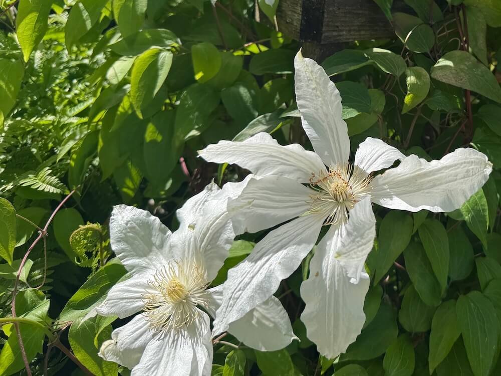 Clematis patens 'Miss Cavell' 01.jpeg